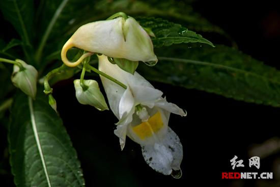 湖南齊云峰國家森林公園首次發現龍蝦花