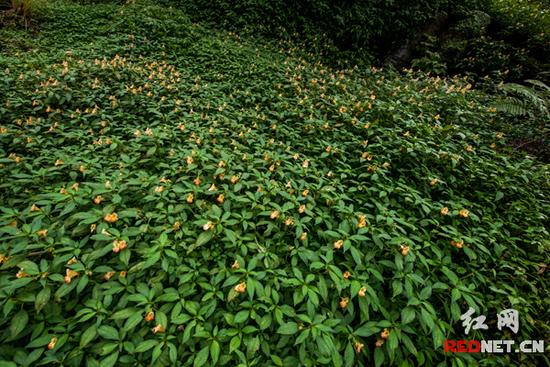 湖南齊云峰國家森林公園首次發現龍蝦花