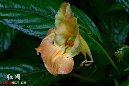 湖南齊云峰國家森林公園首次發現龍蝦花