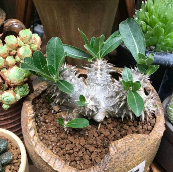 多肉植物界的“大熊貓”,非常珍貴罕見