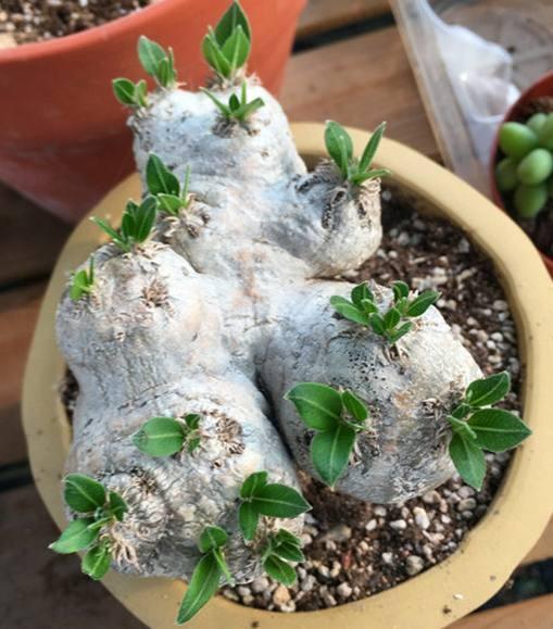 多肉植物界的“大熊貓”,非常珍貴罕見