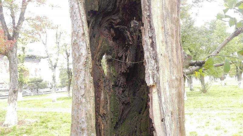 武當(dāng)山玉虛宮內(nèi)80年古樹只剩“一張皮”