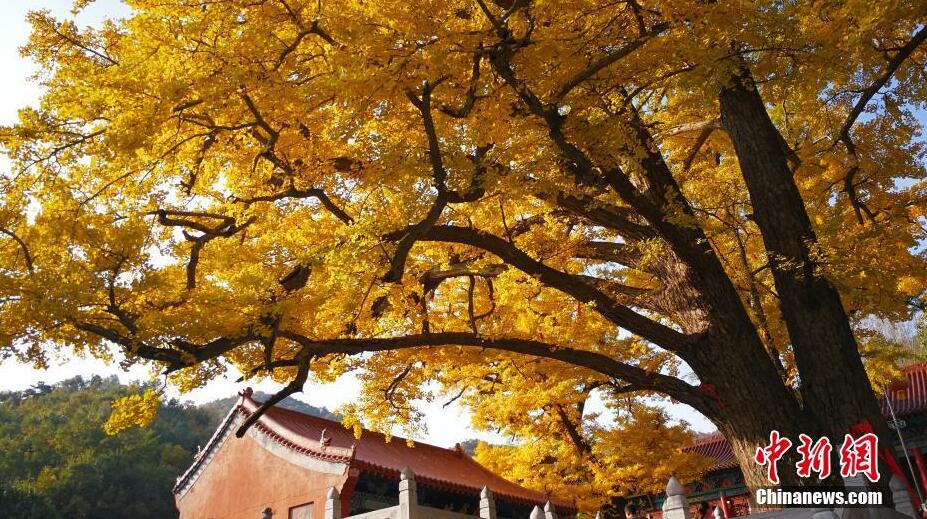 二千八百余歲銀杏古樹“披金”蔚為壯觀