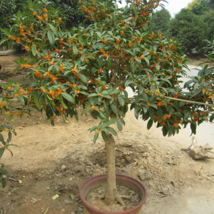 最適合擺在窗臺上的花卉盆栽