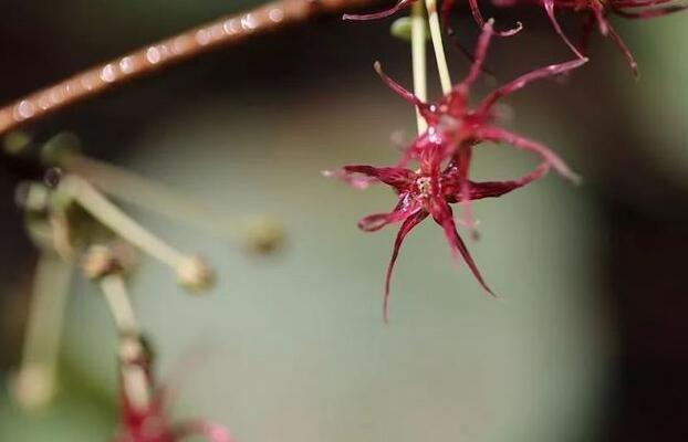衢州開化成功繁育 這種瀕危植物美炸了