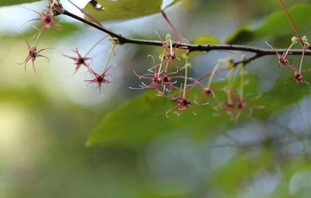 衢州開化成功繁育 這種瀕危植物美炸了