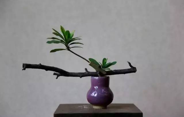 中式、日式、西式插花,最大的區別是什么?