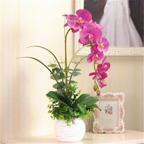 家居花藝風水你留意了嗎