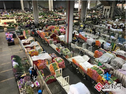 昆明斗南2017年花卉園藝總產值122.5億元