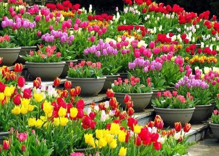 景觀植物——球根花卉種植搭配攻略