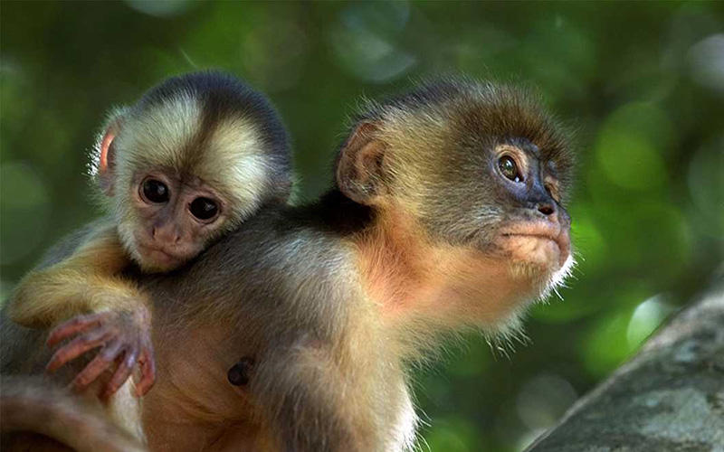 十年用掉144億!保護生物多樣性 沒錢怎么行