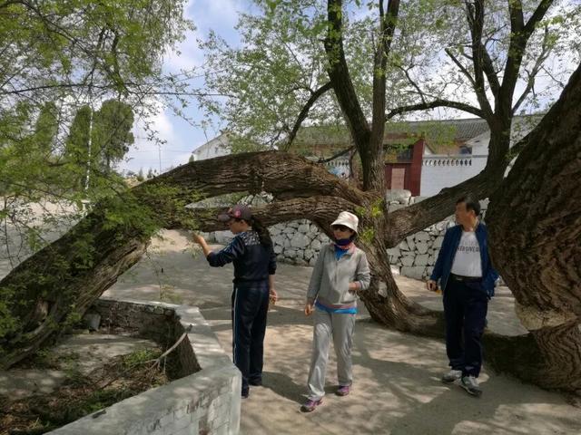 太行山壯觀的這些古樹