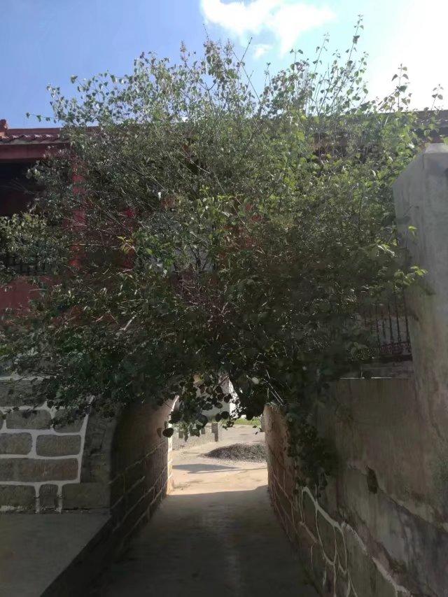 太行山壯觀的這些古樹