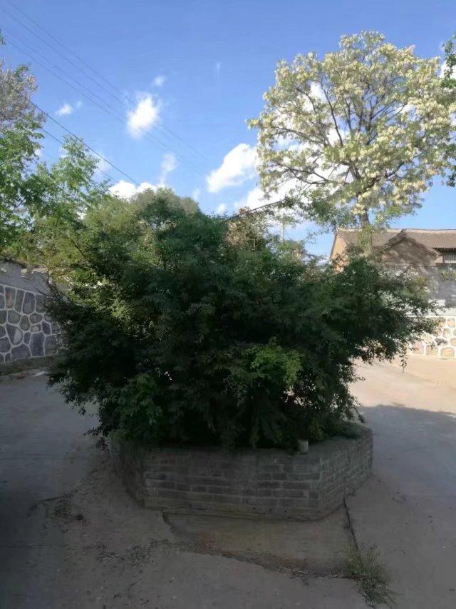 太行山壯觀的這些古樹