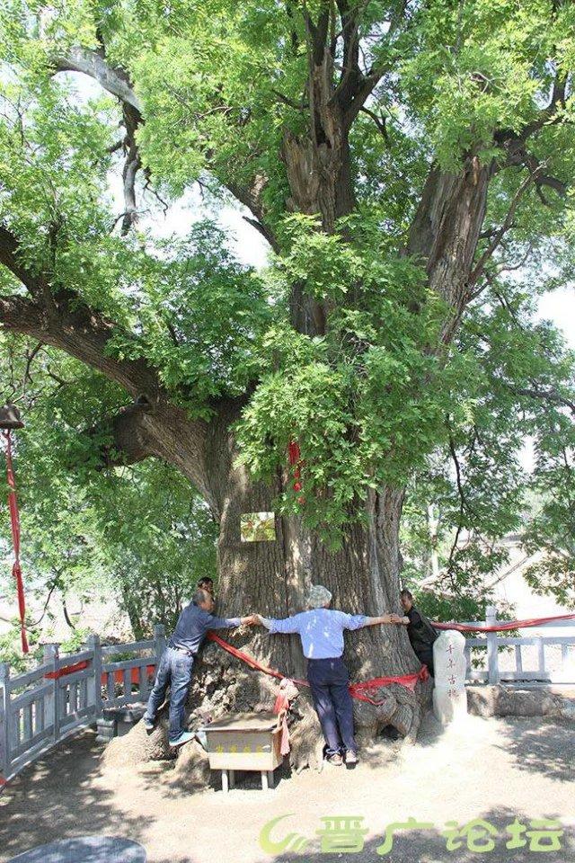 太行山壯觀的這些古樹