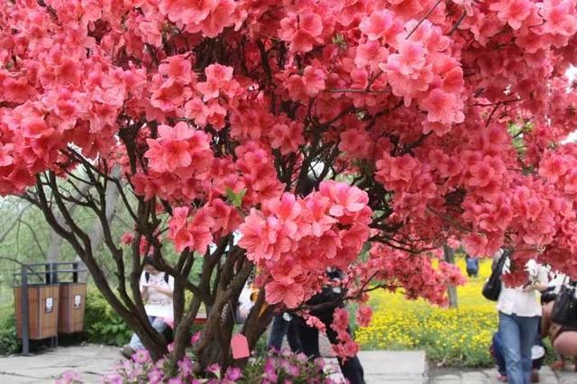 太行山壯觀的這些古樹