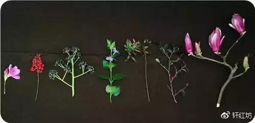 茶道，缺少插花不成雅致