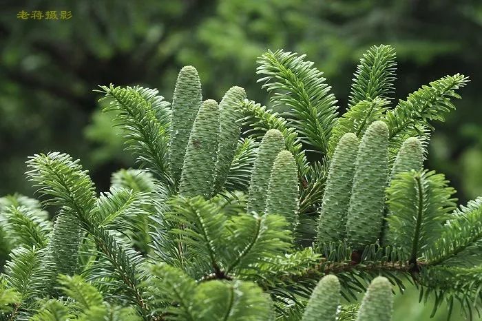 中科院植物學博士帶你認識瀕危植物