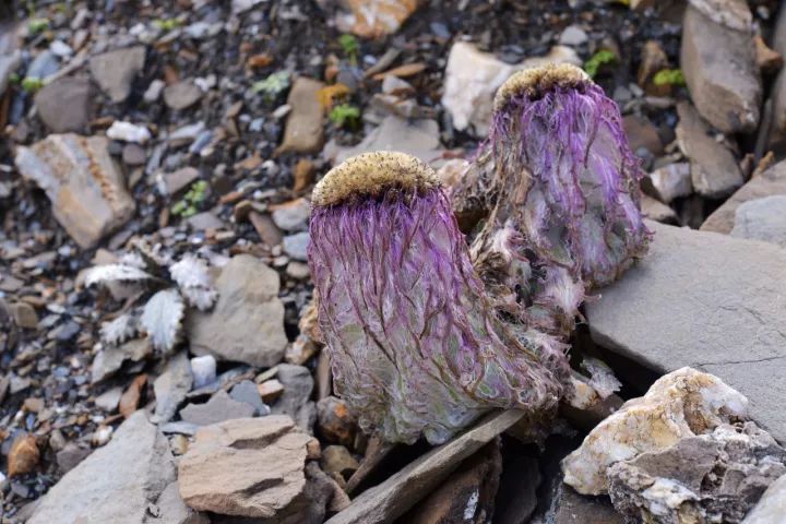 中科院植物學博士帶你認識瀕危植物