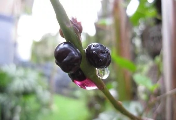 農(nóng)村一種觀賞類植物，號(hào)稱“天然補(bǔ)鈣劑”