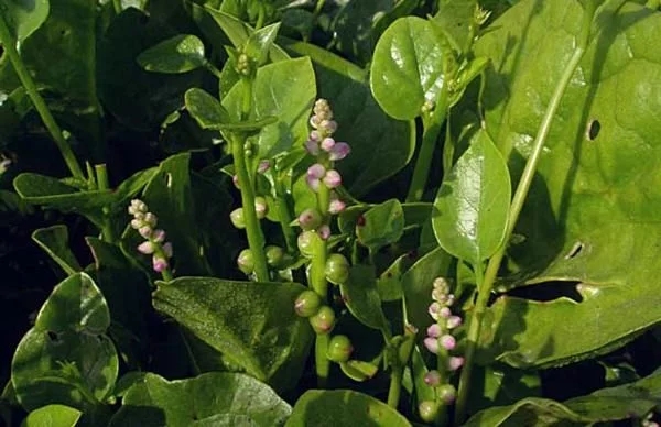 農(nóng)村一種觀賞類植物，號(hào)稱“天然補(bǔ)鈣劑”