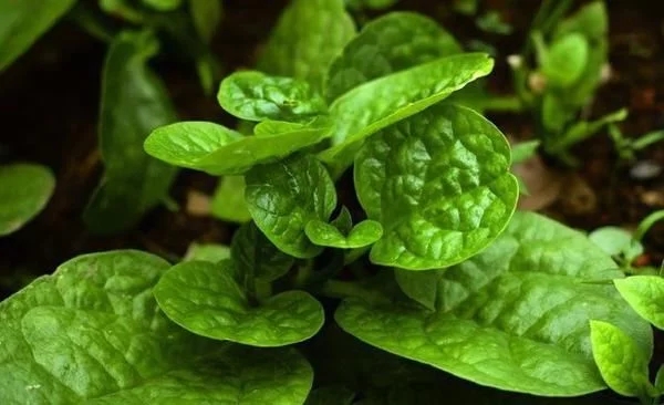 農(nóng)村一種觀賞類植物，號(hào)稱“天然補(bǔ)鈣劑”