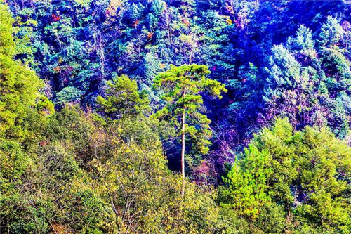 鄂西利川:毛壩鄉楠木村古樹名木繁茂