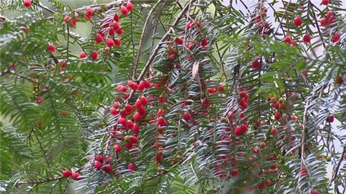 1200年的古樹，結(jié)滿了”紅寶石”！