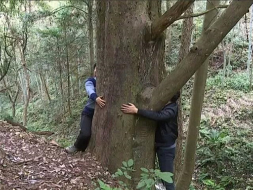 1200年的古樹，結(jié)滿了”紅寶石”！