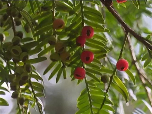 1200年的古樹，結(jié)滿了”紅寶石”！