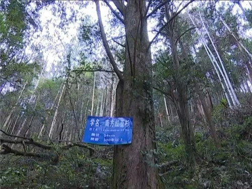 1200年的古樹，結(jié)滿了”紅寶石”！