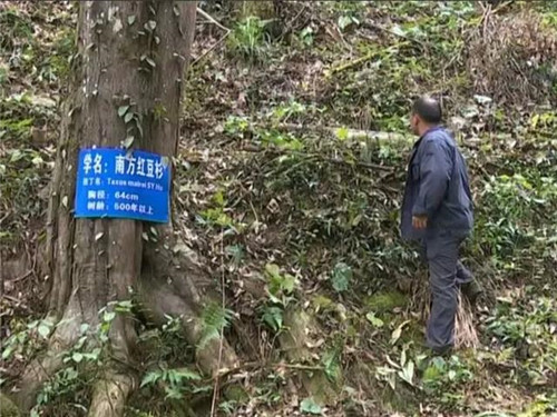 1200年的古樹，結(jié)滿了”紅寶石”！