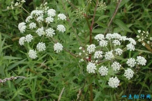 世界上最毒的十種植物
