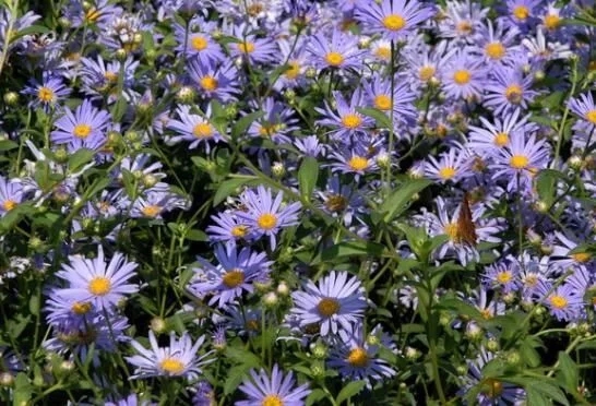 菊科植物紫菀還是著名的中藥材！