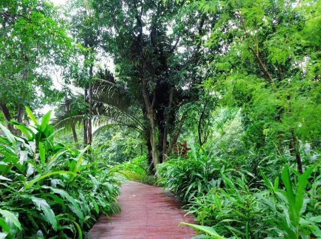 中草藥植物綠化 園林應用新潮流