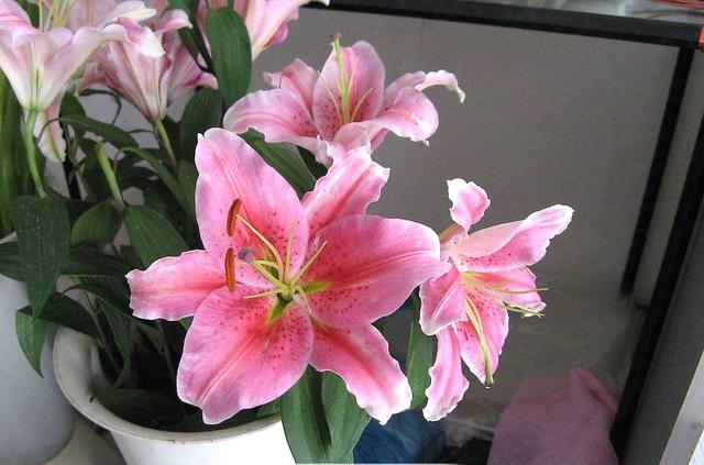 養(yǎng)這5種球根花卉，年年開花爆盆