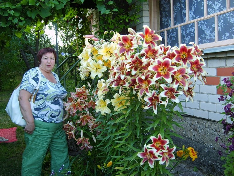 你種過1.5米高的庭院百合嗎？