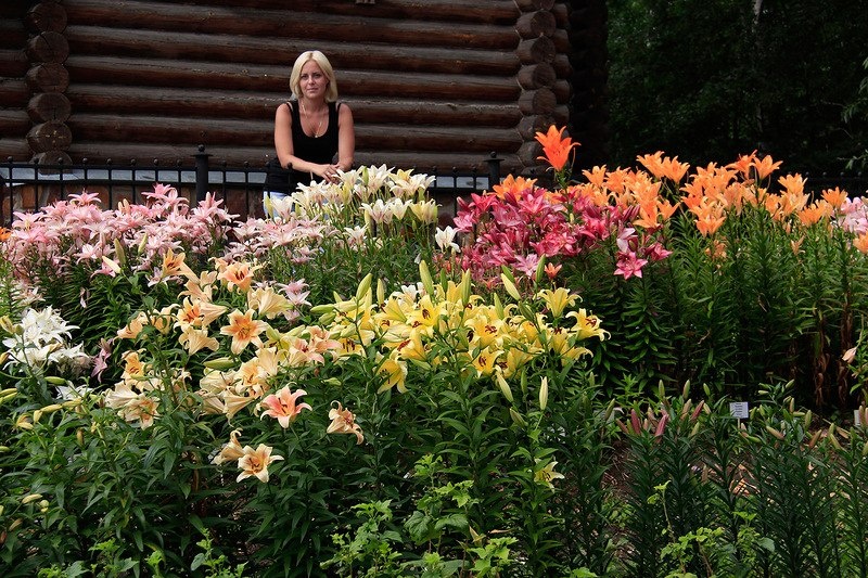 你種過1.5米高的庭院百合嗎？