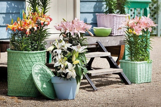 你種過1.5米高的庭院百合嗎？