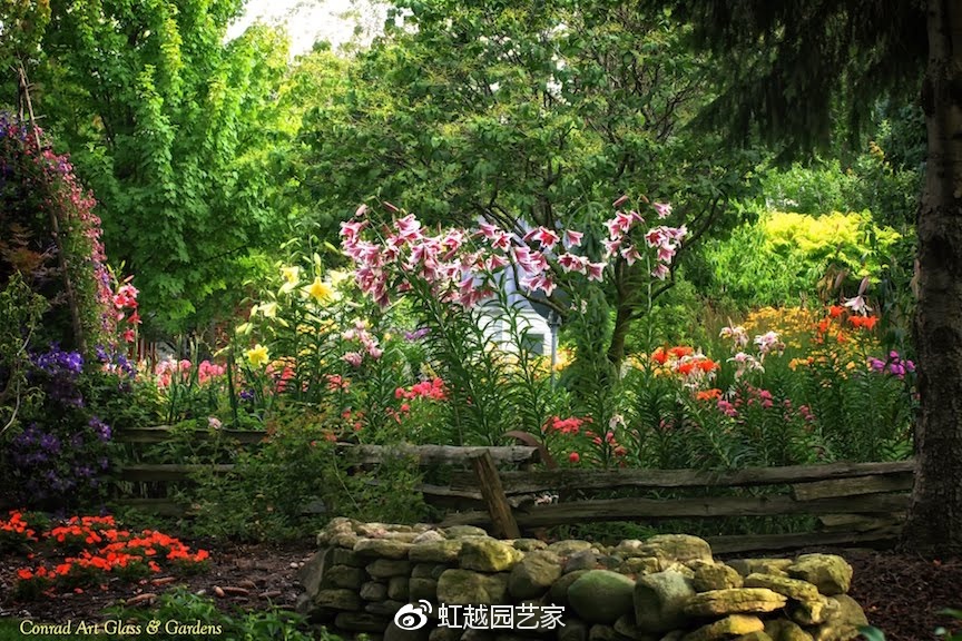 你種過1.5米高的庭院百合嗎？