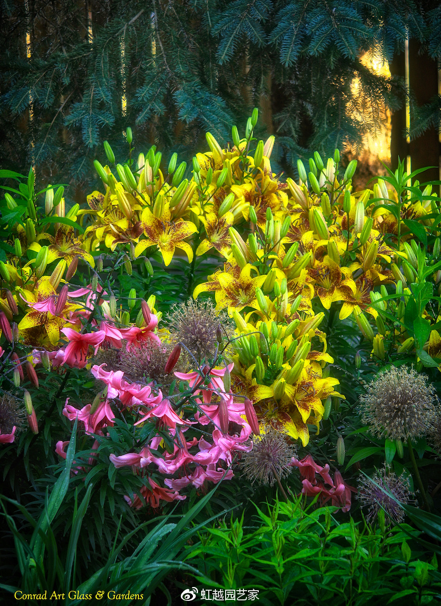 你種過1.5米高的庭院百合嗎？