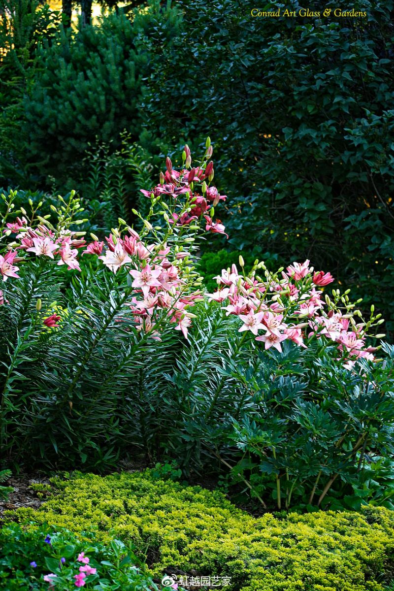 你種過1.5米高的庭院百合嗎？