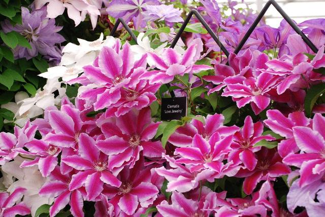 鐵線蓮是鐵漢子，養(yǎng)護(hù)要“粗”養(yǎng)