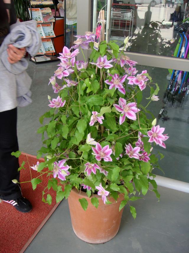 鐵線蓮是鐵漢子，養(yǎng)護(hù)要“粗”養(yǎng)