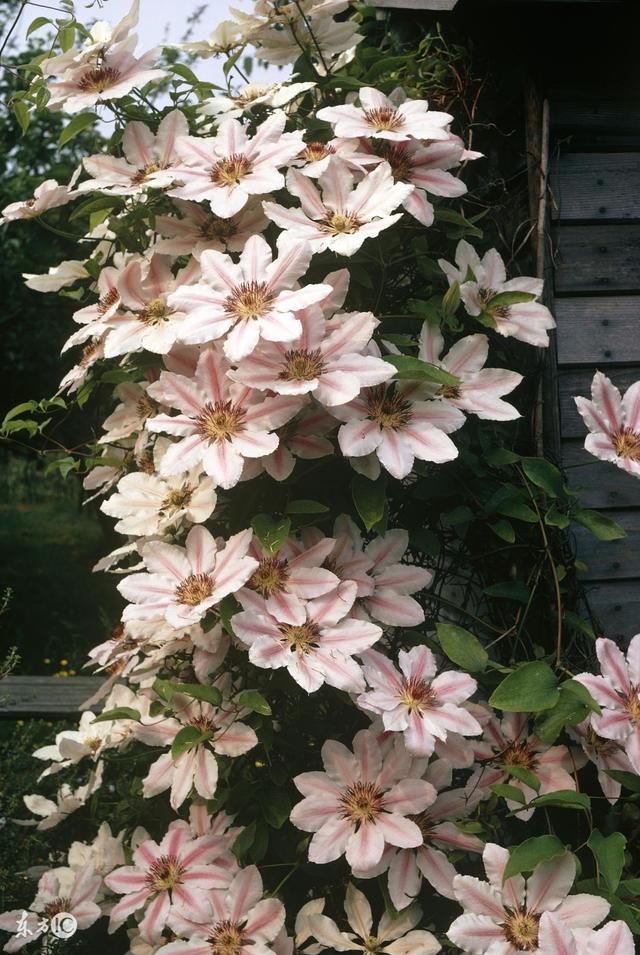 鐵線蓮是鐵漢子，養(yǎng)護(hù)要“粗”養(yǎng)