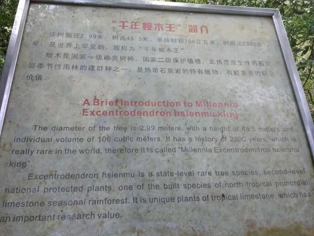 走進(jìn)廣西：探秘弄崗自然保護(hù)區(qū)千年蜆木王