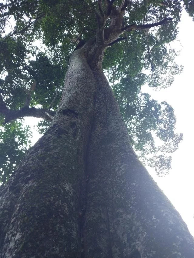 走進(jìn)廣西：探秘弄崗自然保護(hù)區(qū)千年蜆木王