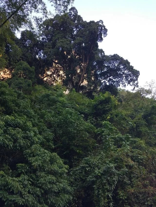 走進(jìn)廣西：探秘弄崗自然保護(hù)區(qū)千年蜆木王