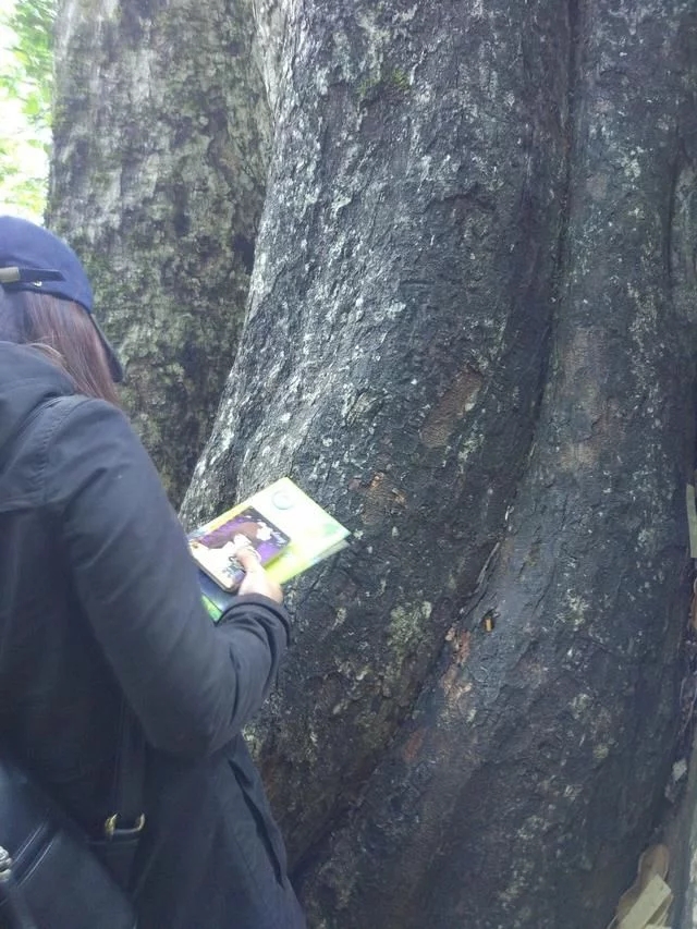 走進(jìn)廣西：探秘弄崗自然保護(hù)區(qū)千年蜆木王