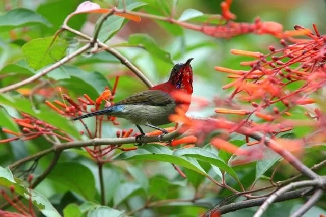 走進(jìn)廣西：探秘弄崗自然保護(hù)區(qū)千年蜆木王